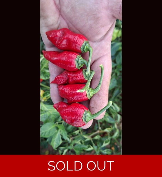 Jalapeno Big Mama red (f4)->(f5)  (10+seeds)